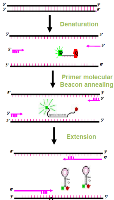 <p><span><strong>Molecular Beacons</strong></span> are hairpin probes composed of a (25-40 nt) nucleotide base paired stem and a target specific nucleotide loop. The loop consists of target specific nucleotide (probe) sequences (15-30 nt). A fluorescent moiety (reporter) is attached to 5' end and a quencher moiety is attached to 3'end. The stem keeps both the moieties in close proximity so that fluorescence is quenched.</p>