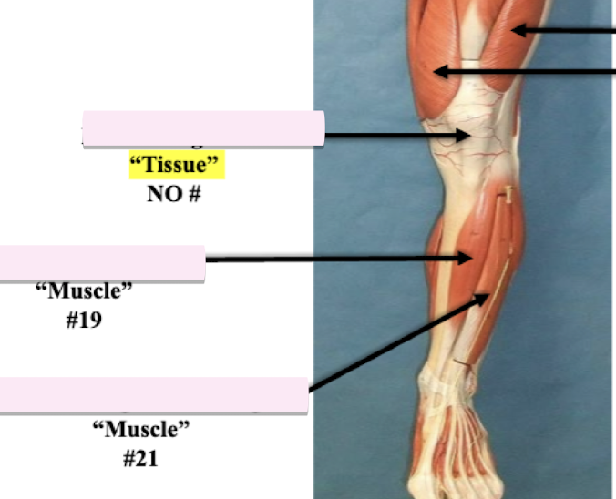 <p>Label muscle #19</p>