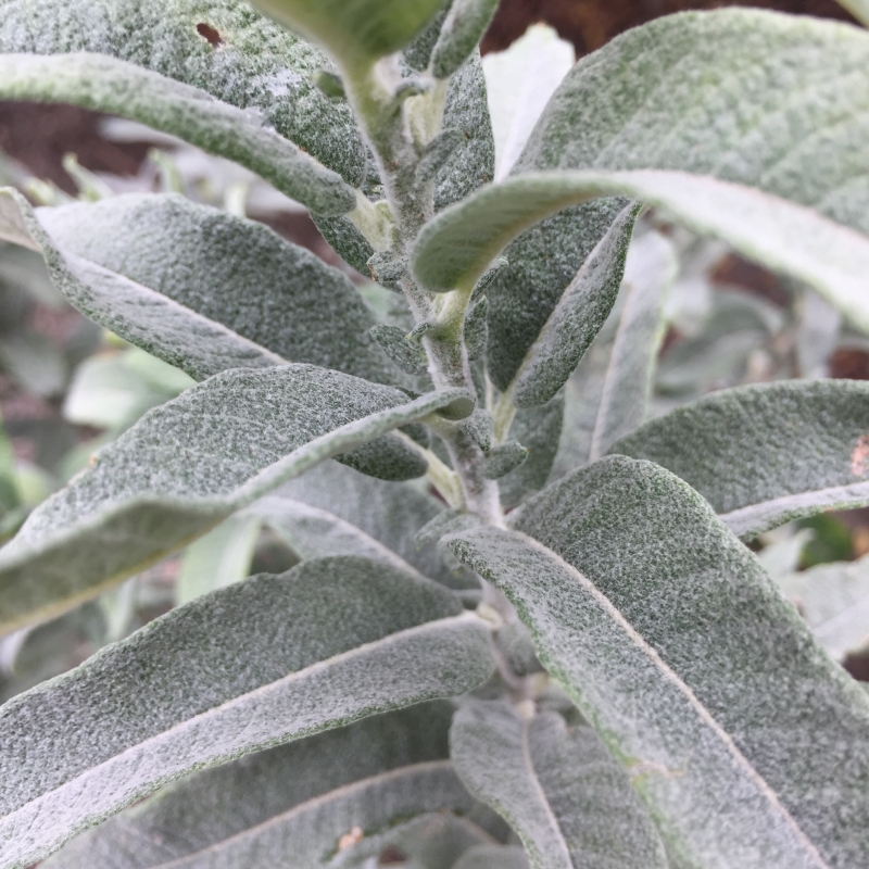 <p><em>Salix candida</em></p>