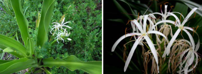 <p>Giant Crinum Lily, Poison Bulb</p>