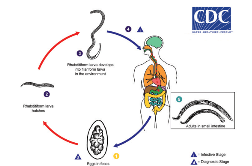 <ol><li><p>eggs are passed in feces</p></li><li><p>rhabditiform larvae hatches from egg</p></li><li><p>rhabditiform → filariform in the environment (exists on vegetation)</p></li><li><p>humans ingest filariform larvae on contaminated vegetation</p></li><li><p>adults live in small intestine</p></li></ol><p></p>