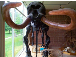 <ul><li><p>Provides history of life by showing kinds of species that were alive in past</p></li><li><p>Fossils found in rock <strong><span style="color: yellow">closer to surface</span></strong> are from <mark data-color="yellow">recent</mark> geological periods whereas ones in <strong><span style="color: blue">deeper layers</span></strong> (older rocks) are from <mark data-color="blue">past periods</mark></p></li><li><p>Appear in <strong><span style="color: green">chronological</span></strong> order</p></li></ul>