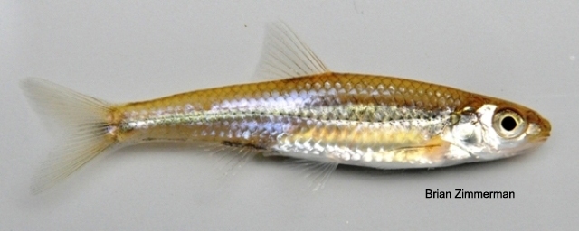 <p>Sand shiner</p>