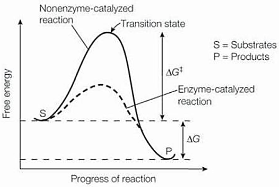 <ul><li><p>Enzymes lower the activation energy (change in GFE)</p></li><li><p>Enzymes bind tightly to X (transitions state) not S or P</p></li></ul><p>S→X→P</p><p></p>