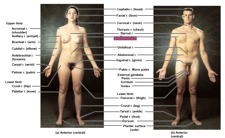 <p>Based on this anterior view, what is this region?</p>