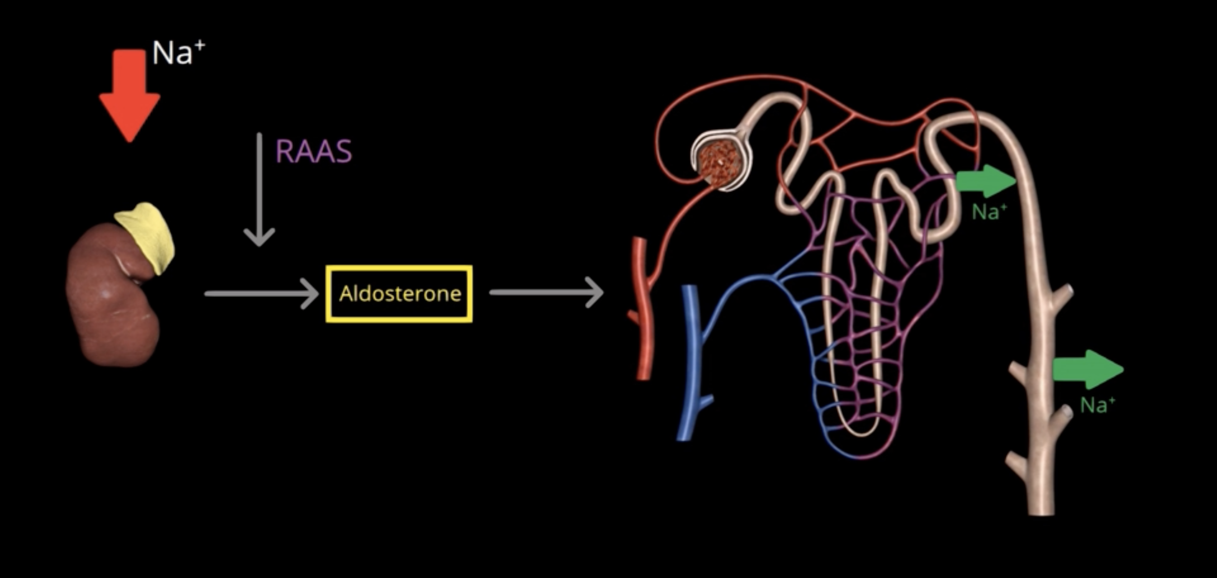 <p>What happens when Na+ concentration is decreased?</p>