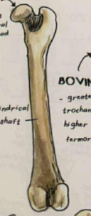 <p>size and outline is similar sheep, but are more slender</p>