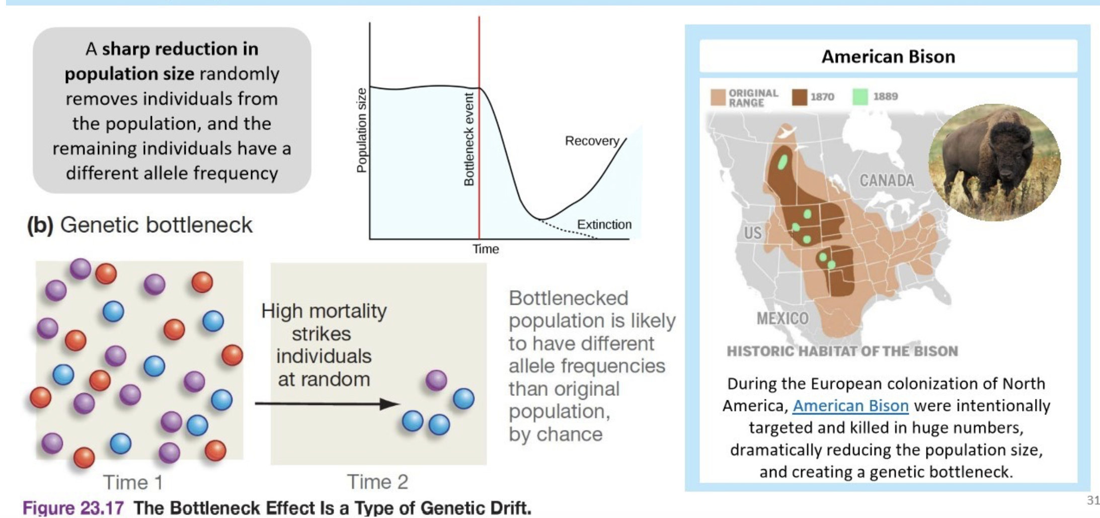 <p>a sharp reduction in population size randomly removes individuals from the population, and the remaining individuals have a different allele frequency.</p><img src="https://encrypted-tbn0.gstatic.com/images?q=tbn:ANd9GcRCUcn24f1rWeHss09SBGMV0i9lbQCcvJPjEA&amp;s" data-width="100%" data-align="center" alt="Decoding the sea otter genome | Stories | Monterey Bay Aquarium"><p></p>