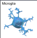 <p>What do microglial cells do and in what nervous system are they in?</p>