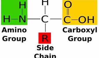 replacement groups differ between each specific amino acid