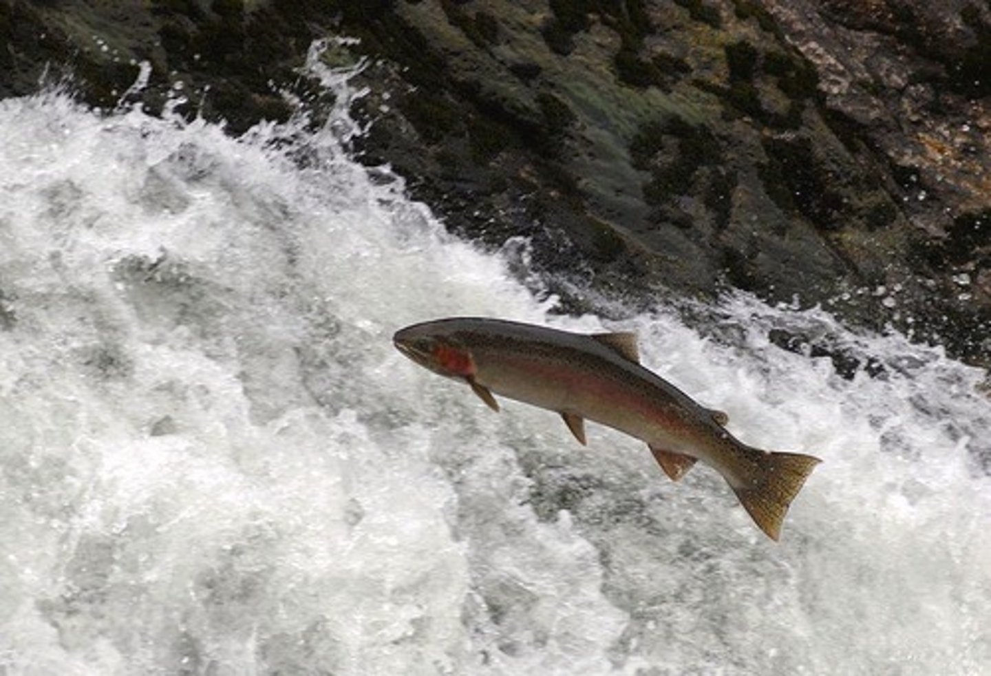 <p>Trout are sensitive to water quality and need clean water with high DO levels to survive.</p>