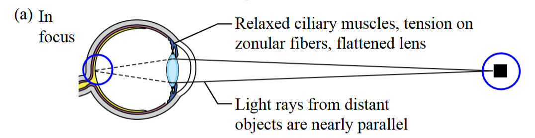 <ul><li><p>Light reflects off and towards the eye, refracting a certain amount. </p></li><li><p>The ciliary muscles relaxed with tension on the zonular fibers, flattened lens. </p></li><li><p>Light rays from distant objects are nearly parallel.</p></li><li><p>When the image hits the cornea, the image is reconstructed on the retina. </p></li></ul><p></p>
