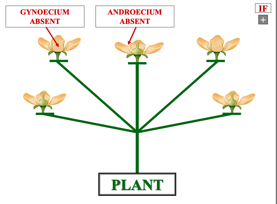 <p>an inperfect flower means the androecium or gynoecium …</p>