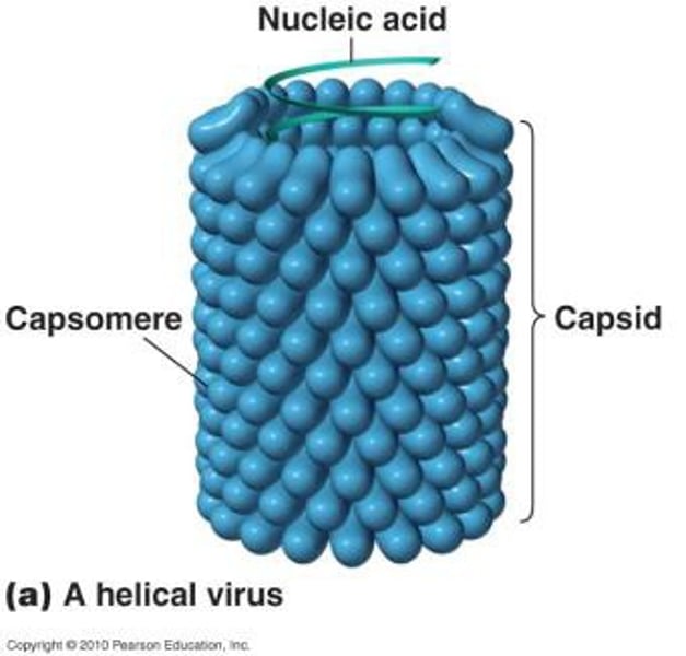 <p>cigar shaped<br>-more column like</p>