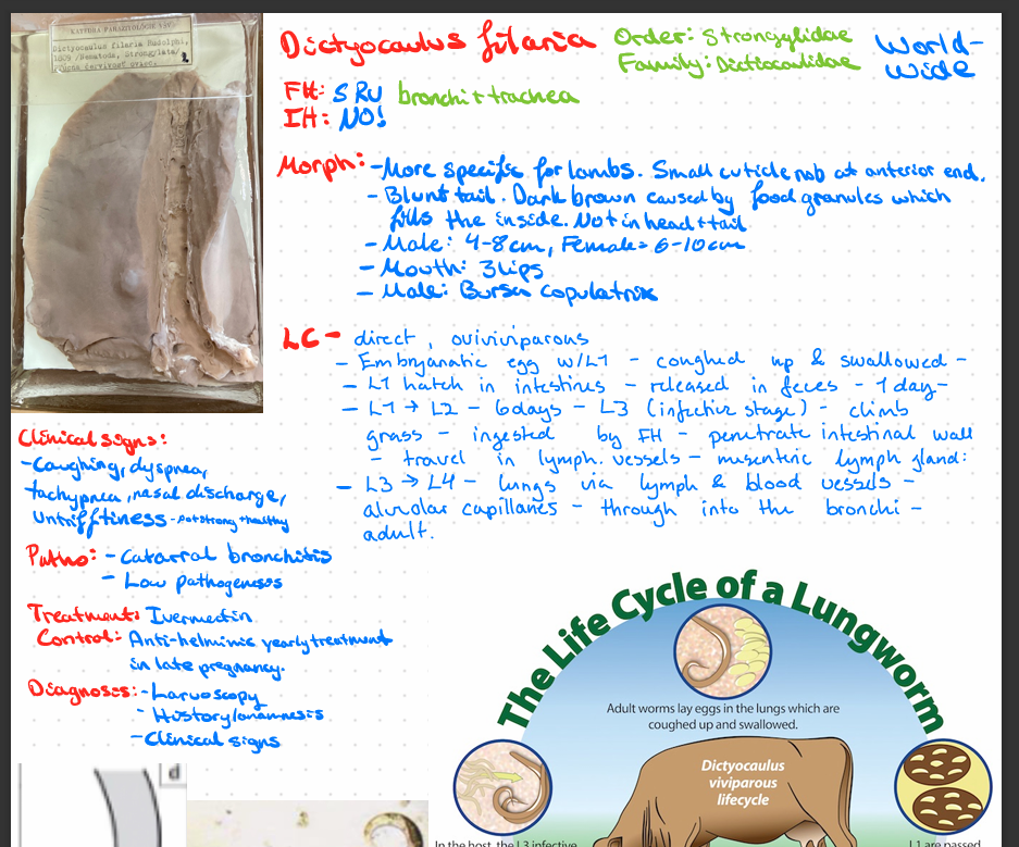 <p>Dictyocaulus filaria </p>