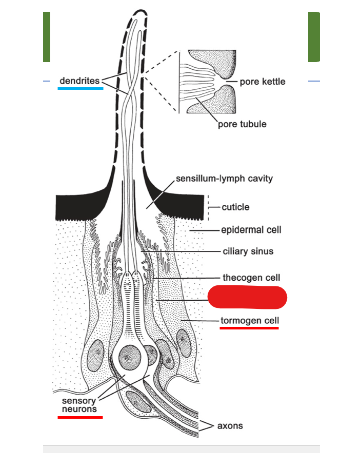 <p>what is shown on this diagram of multipored sensillum on the antenna?</p>