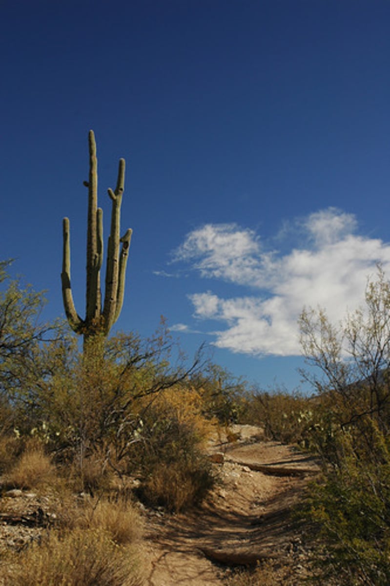 <p>Arizona</p>