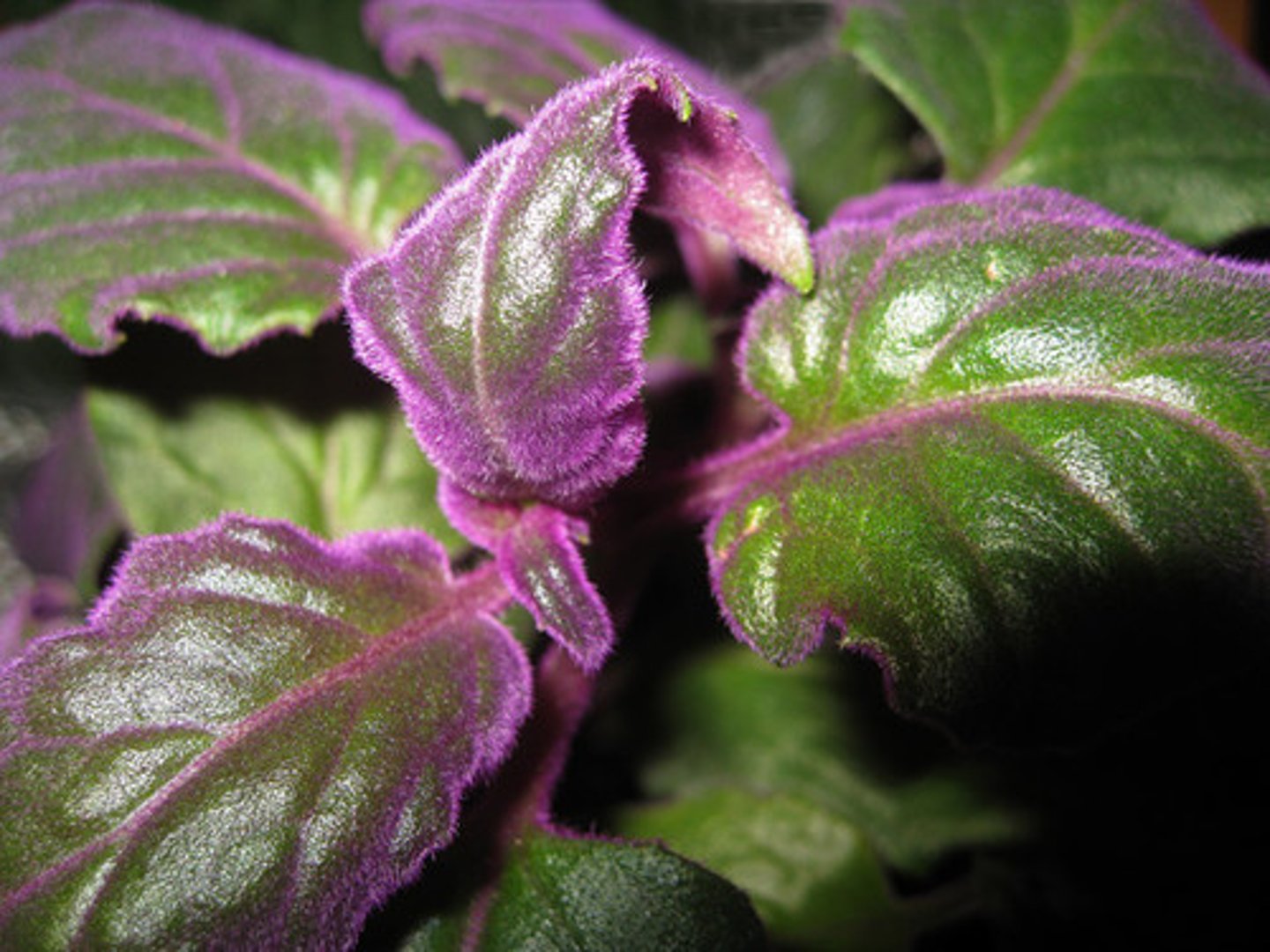 knowt flashcard image