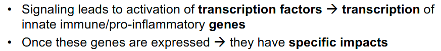 <p>Different TLRs recruit different adaptor proteins – link protein-binding partners together and facilitate large signaling complexes</p><p>• Different adaptor proteins lead to different events that include:</p><p>  – NF-κB transcription factor activation</p><p>  – Interferon regulating factor (IRF) pathways</p><p>  – MAP kinase pathway downstream transcription factors (AP-1)</p><p>• NF-κB, IRF and AP-1 are transcription factors</p><p><strong>• Phosphorylation is a key event for activation</strong></p>