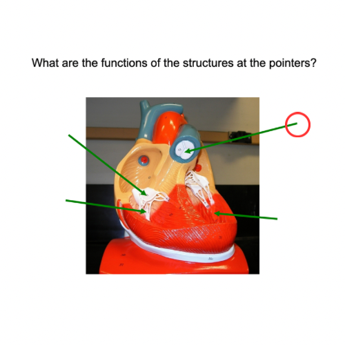 term image
