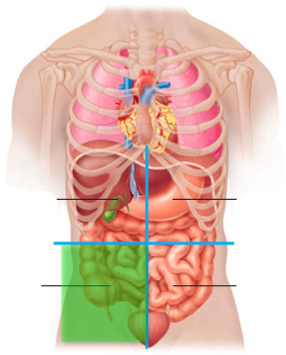 <p>contains parts of the small and large intestines, right ovary, right fallopian tube, appendix, right ureter</p>