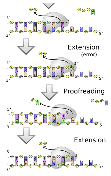 <ul><li><p>error rate is 1 in 10 billion bases </p></li><li><p>proof reading by DNA polymerase not only incorporates nucleotides but also with every NTP added check to make sure there is the correct base pairing A-T, C-G and fixes any mistakes. </p></li></ul><p></p>