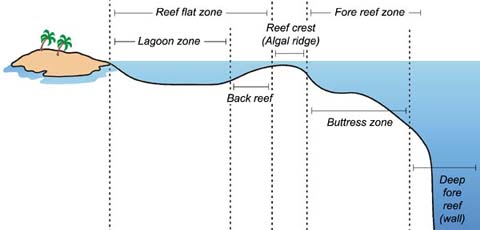 Lagoon zone, Reef flat, Back reef, Reef crest, Buttress zone. Fore Reef zone, Deep fore reef