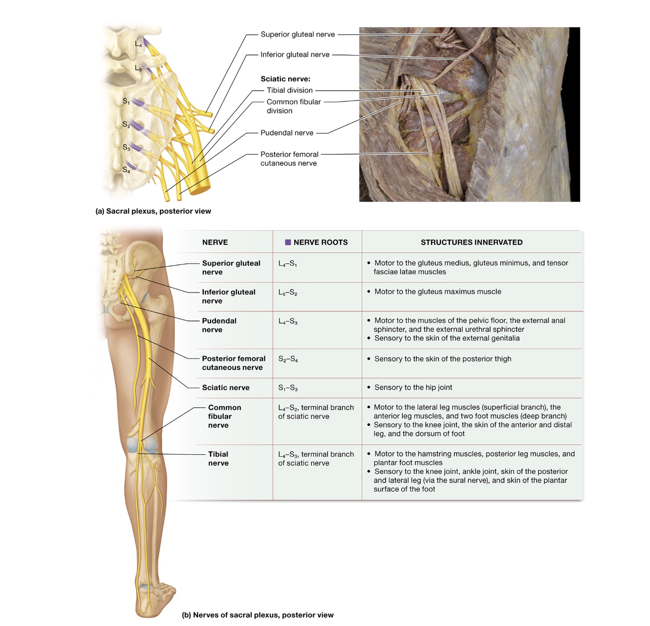 <p>Sacral plexuses</p>