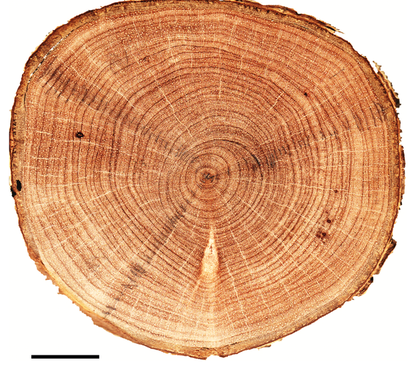 <p><span>Place a dot where the oldest wood is found.</span></p>