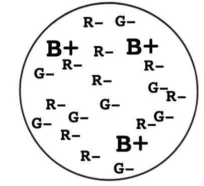 <p>S (blue) cones form synapses w/ blue bipolar cells (ON).</p><p>Blue bipolar cell (ON) + OFF diffuse bipolar cell form synapses w/ small bistratified ganglion cells.</p><ul><li><p>Results in receptive field w/ no surround. Center-only response that is ON for blue + OFF for red/green.</p></li></ul><p></p>
