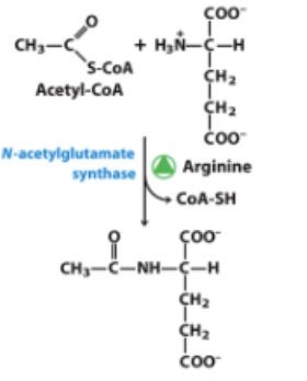 <p>The reaction below is directly involved in the regulation of which pathway?<br>A) Urea Cycle<br>B) Gluconeogenesis<br>C) Citric Acid Cycle<br>D) Glycolysis<br>E) Amino acid synthesis</p>