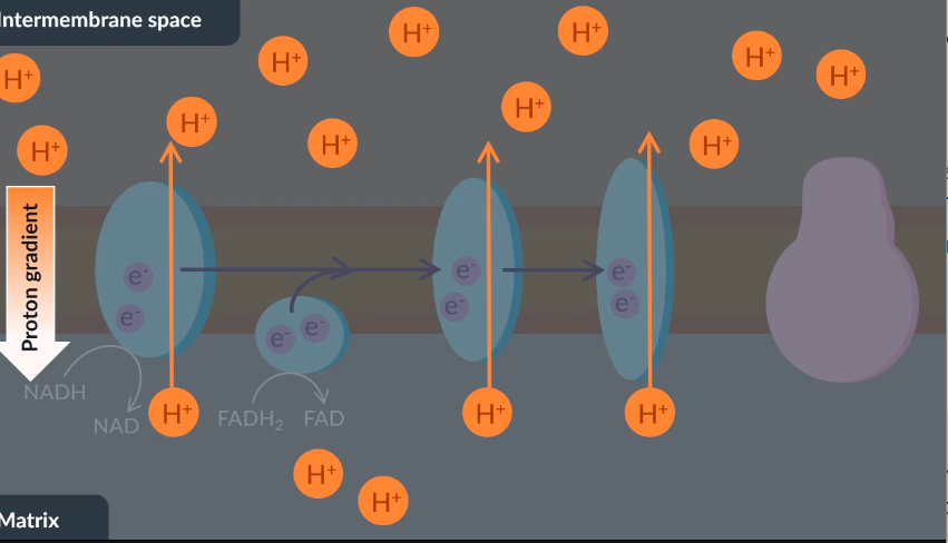 <p>B so hat the proton grandient is maintained between the intermembrane space and th ematrix for diffusion down ATP synthase </p>