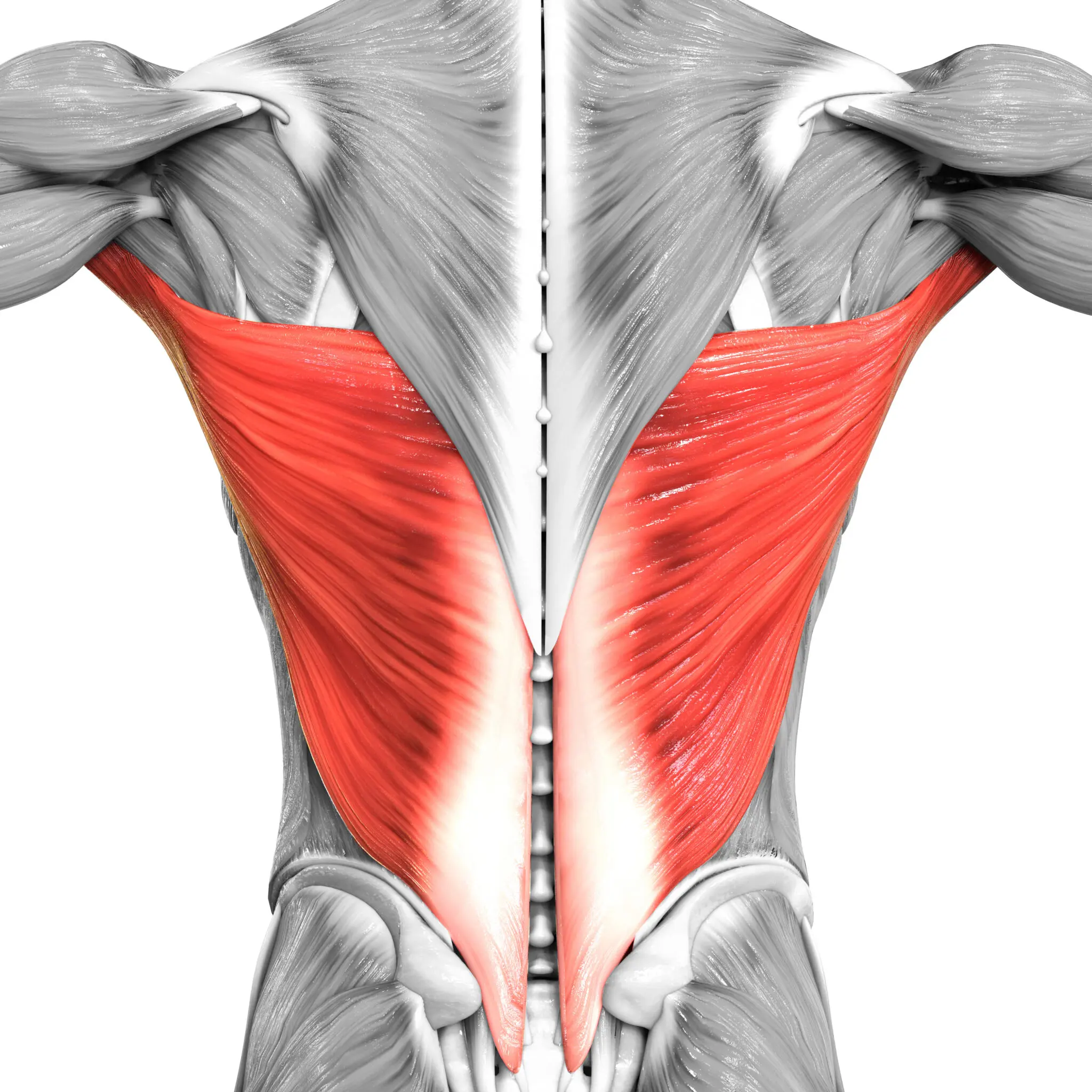 <p>Extends, adducts, and medially rotates the arm; draws the shoulder downward and backward</p>