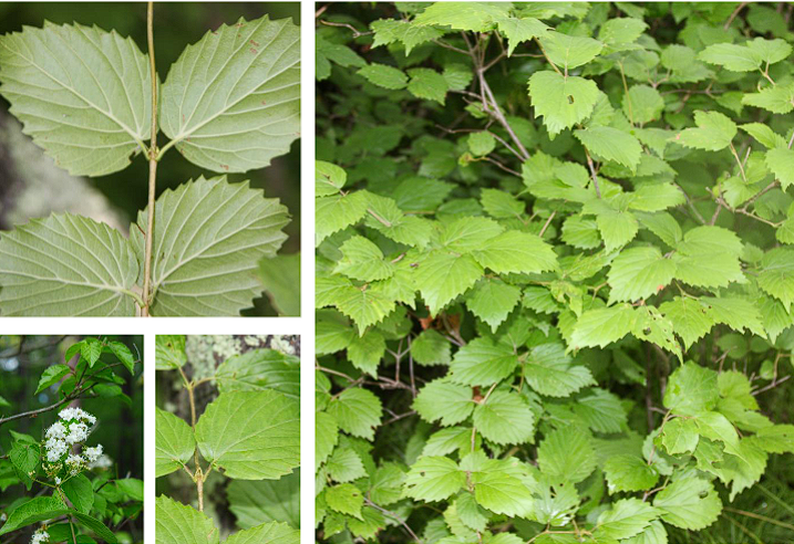 <p>Downy Arrowwood</p>