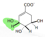 <p>[SHIKIMIC ACID PATHWAY] What is the Step 5 in Shikimic Acid Pathway</p>