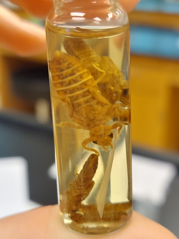 <p>Large third antennal segment</p><p>Ligula lacks median cleft</p>