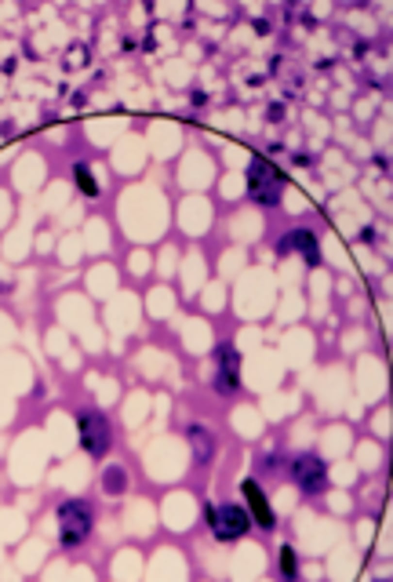 <p>What is this an image of?</p>