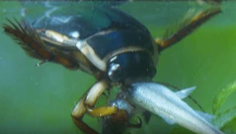 <p>Swimming with jointed appendages</p>