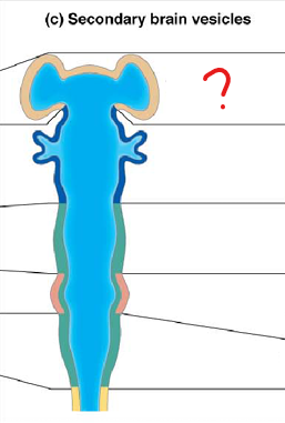 <p>part of the prosencephalon (forebrain)</p>