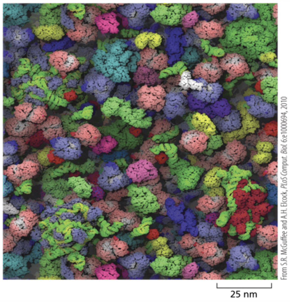 <p>RNAs, proteins, and ribosomes are shown in different colors</p>