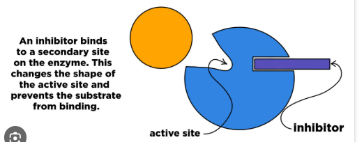 <p>bind to an area other than the active site (the allosteric sites), which changes the shape of the active site, preventing substrates from binding and changing the activity of the enzyme</p><p>inhibition can be permanent of reversible</p><p>permanent: inhibitor binds with covalent bonds,cell must synthesize new enzymes to overcome effects ex. toxins and poisons</p><p>reversible: inhibitor binds with weak interactions, enzyme resumes function when inhibitor releases</p>