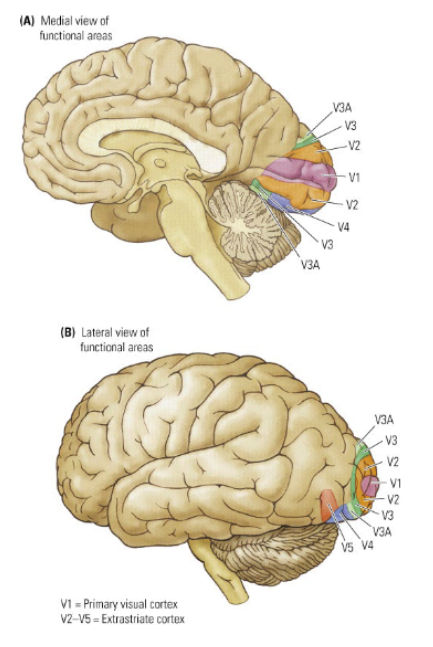 <p>6 different <u>areas</u> (not just layers!)</p>