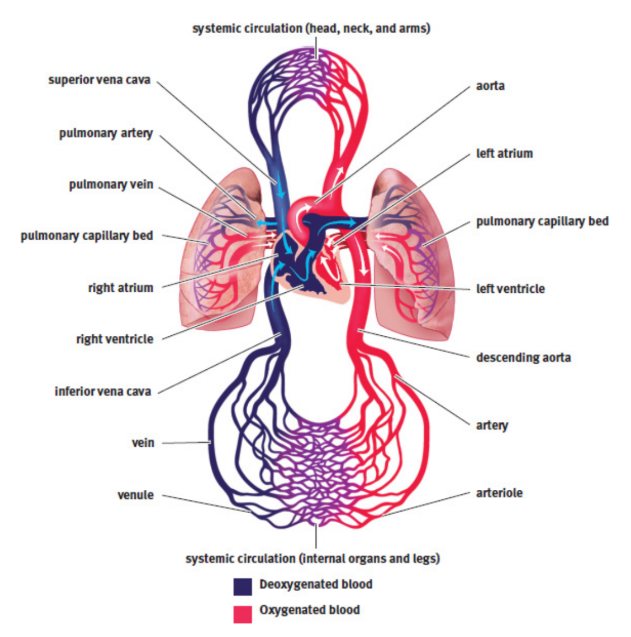 <p>consists of a muscular four-chambered heart, blood vessels, and blood</p>