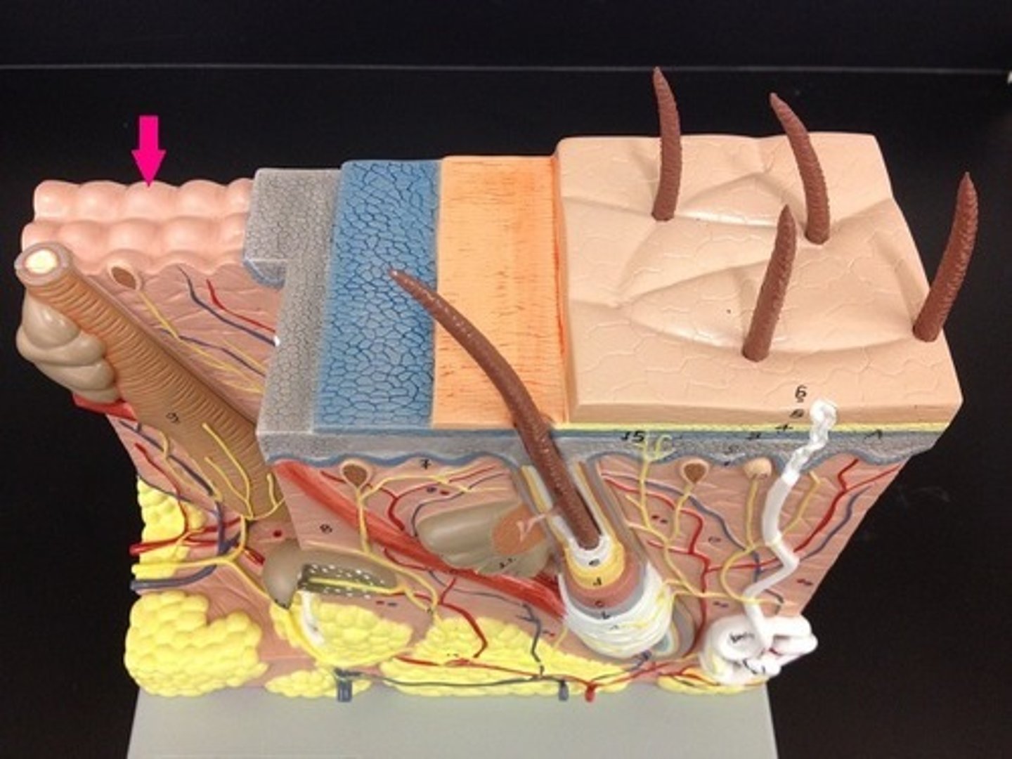 <p>Identify the projections.</p>