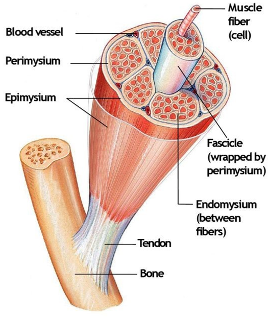 <p>Endomysium</p><p>Perimysium</p><p>Epimysium</p><p>Fascia</p>