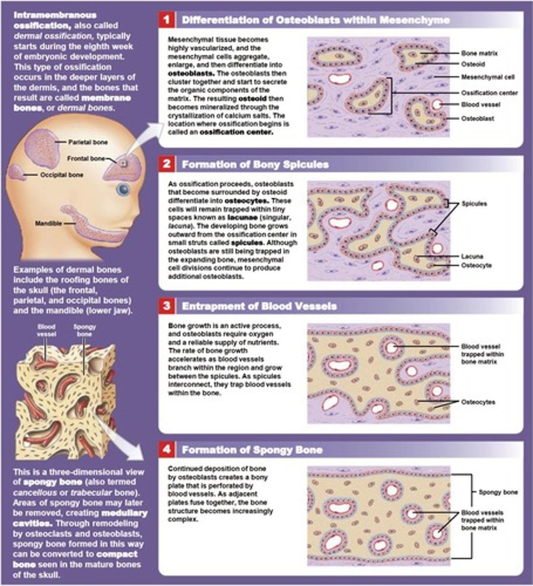 <p>1. Mesenchymal cells multiply and condense into a nodule.</p><p>2. A membrane surrounds the nodule.</p><p>3. Osteoprogenitor cells change into osteoblasts.</p><p>4. Osteoblasts line the nodule and secrete an extracellular matrix (ECM).</p><p>5. Woven bone forms.</p><p>6. Woven bone is remodeled and replaced by mature lamellar bone.</p>