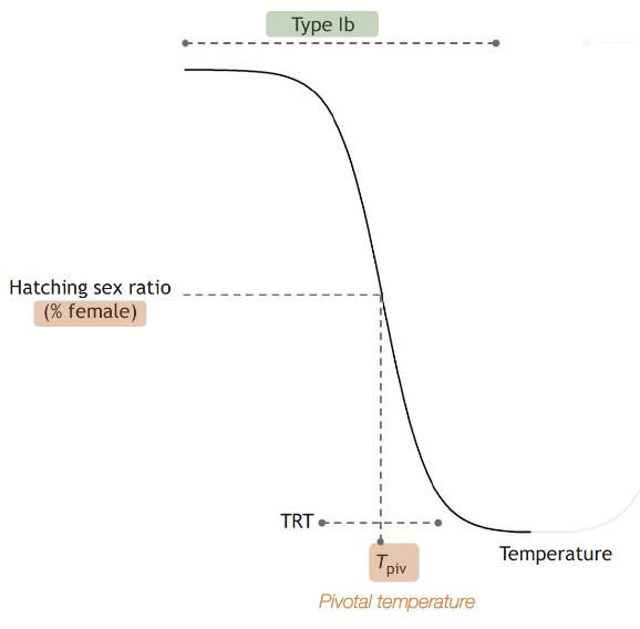 <p>only females at low temperatures, only males at high temperatures, mixed sex ratios in between</p>