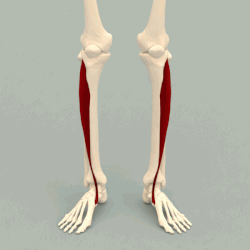 <p>muscle connected to the tibia</p>