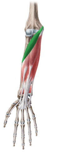 <p>What is this muscle called?</p>