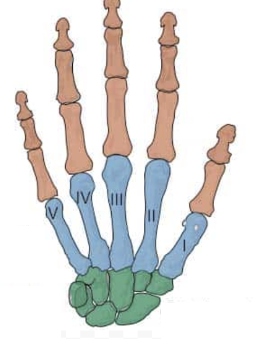 <p>5 Bones</p>